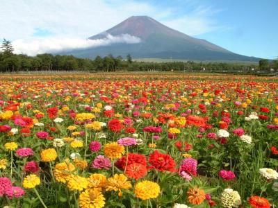 东京买房都需要哪些手续？