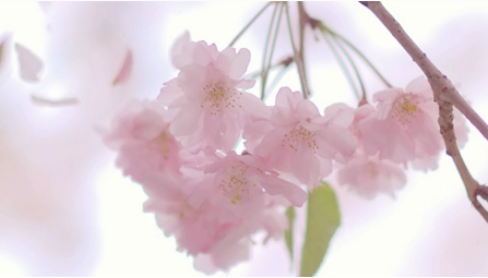 在东京最受欢迎的房产区域