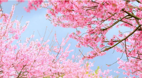 东京租房需要花费多少呢？